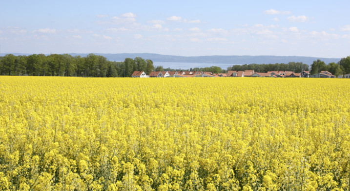 Bränninge Ängar Öster
